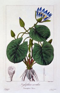 Nymphaea caerulea，1836年（手工彩色雕刻） 作者 Pancrace贝萨